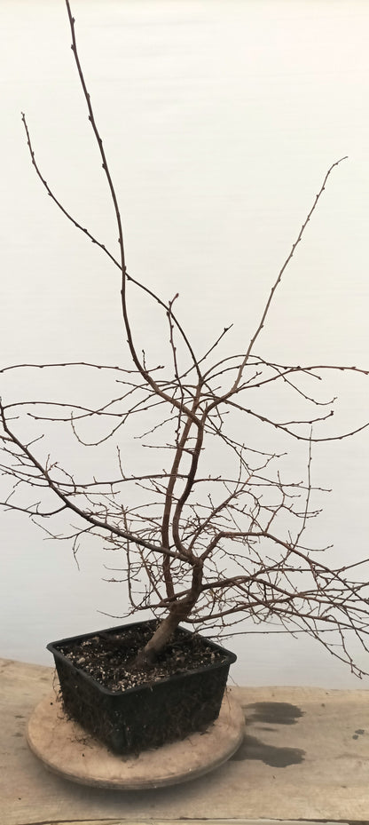 Korean Hornbeam (Thanksgiving Auction 2025)