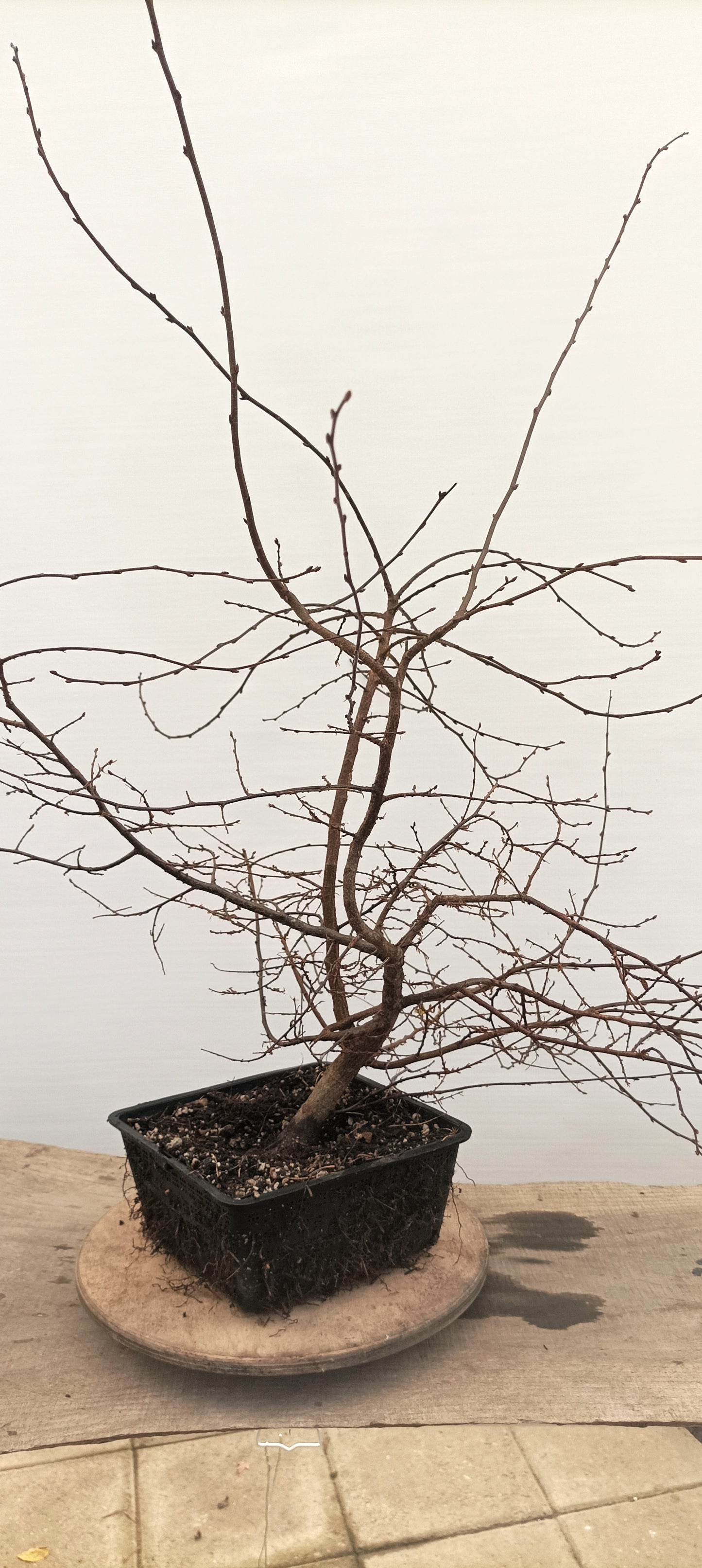 Korean Hornbeam (Thanksgiving Auction 2025)