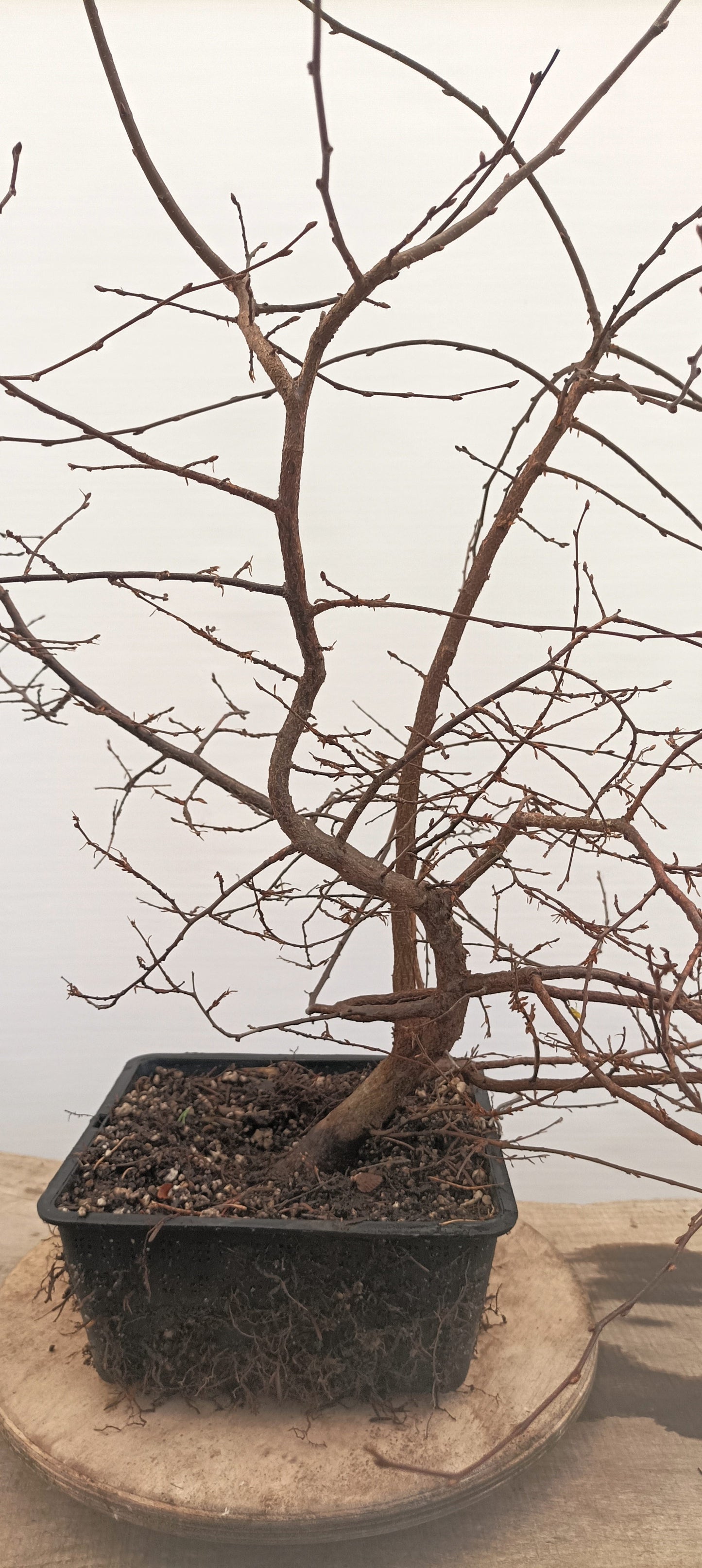 Korean Hornbeam (Thanksgiving Auction 2025)