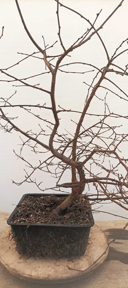 Korean Hornbeam (Thanksgiving Auction 2025)