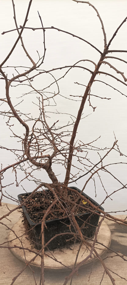 Korean Hornbeam (Thanksgiving Auction 2025)