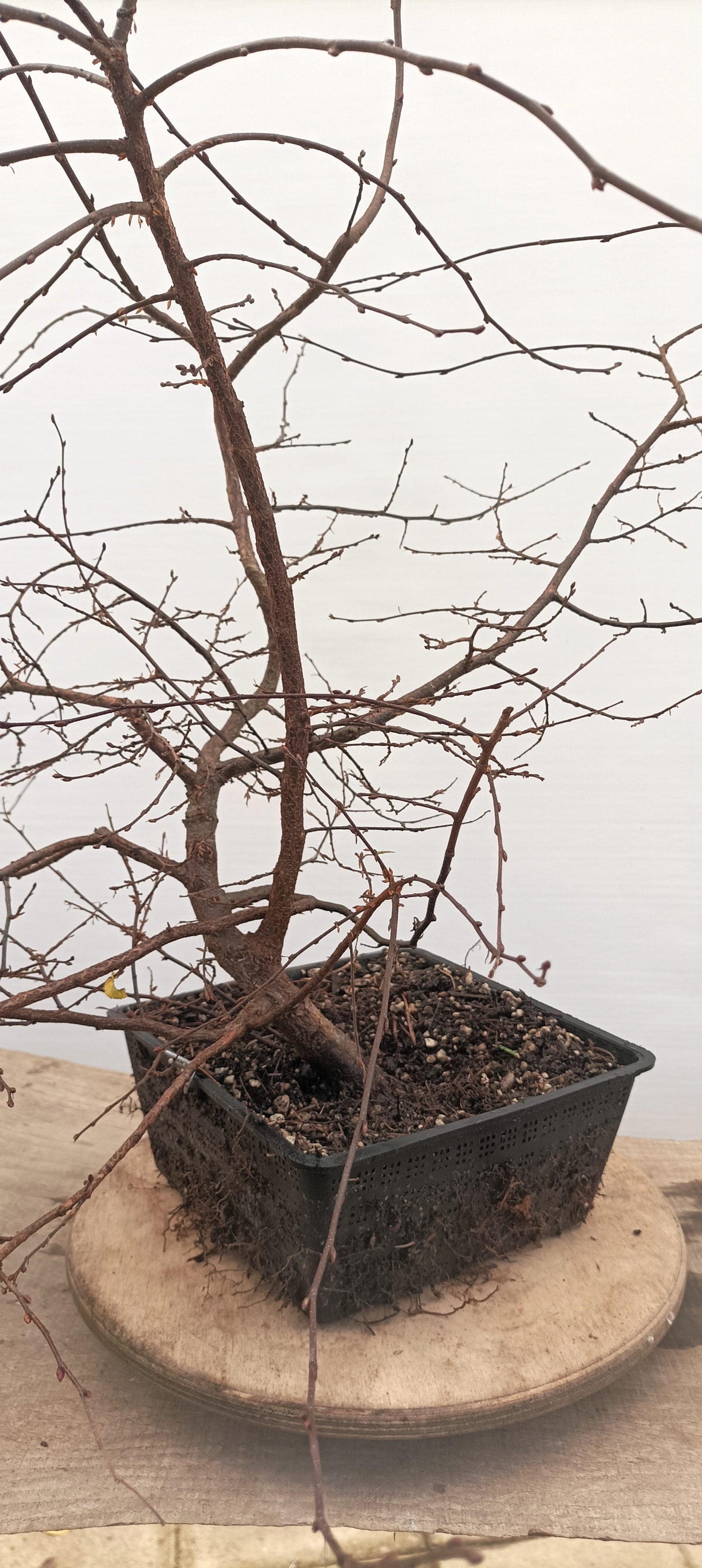Korean Hornbeam (Thanksgiving Auction 2025)