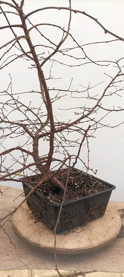 Korean Hornbeam (Thanksgiving Auction 2025)