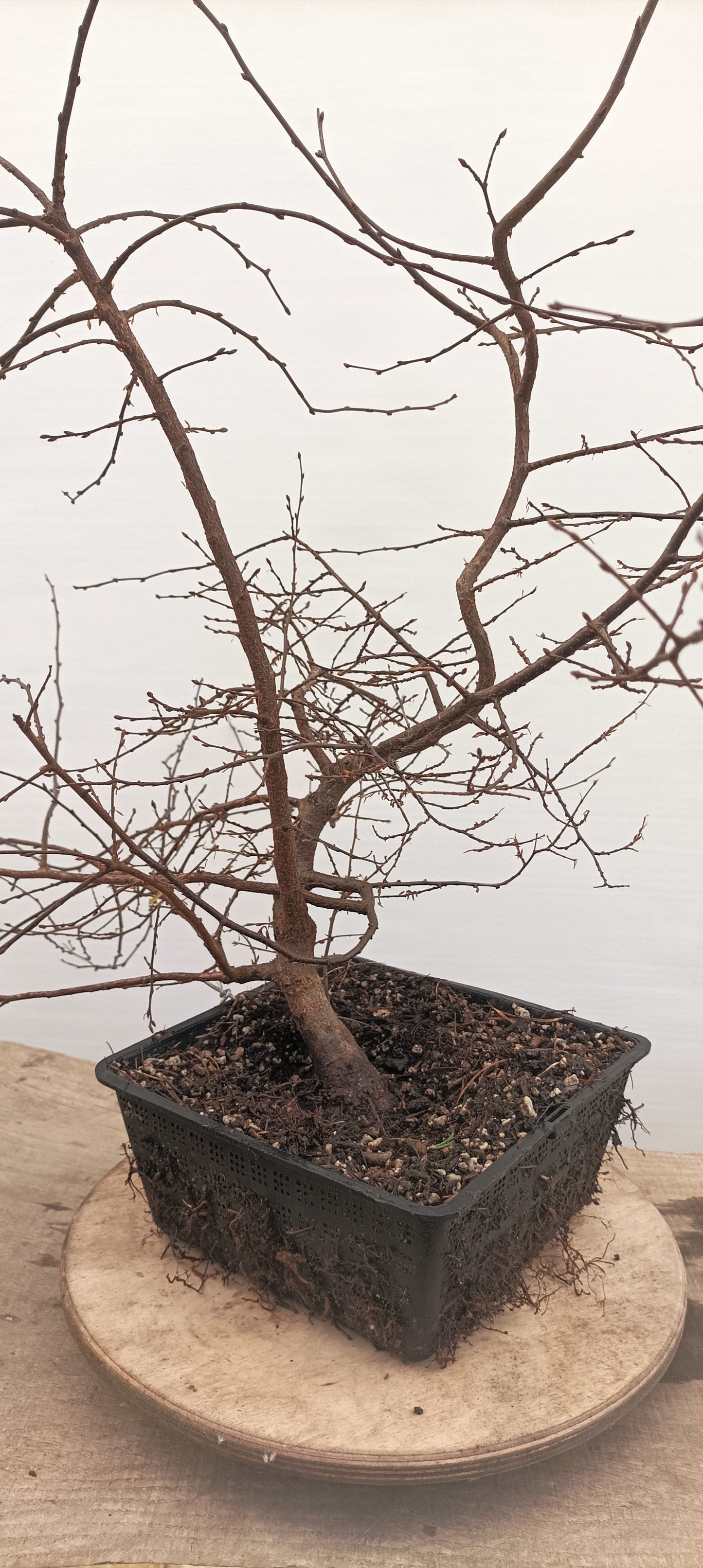 Korean Hornbeam (Thanksgiving Auction 2025)