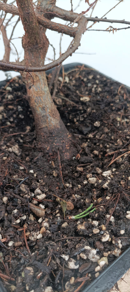 Korean Hornbeam (Thanksgiving Auction 2025)