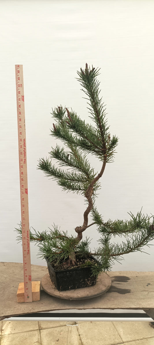 Shore Pine (Thanksgiving Auction 2025)