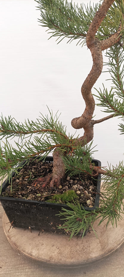 Shore Pine (Thanksgiving Auction 2025)