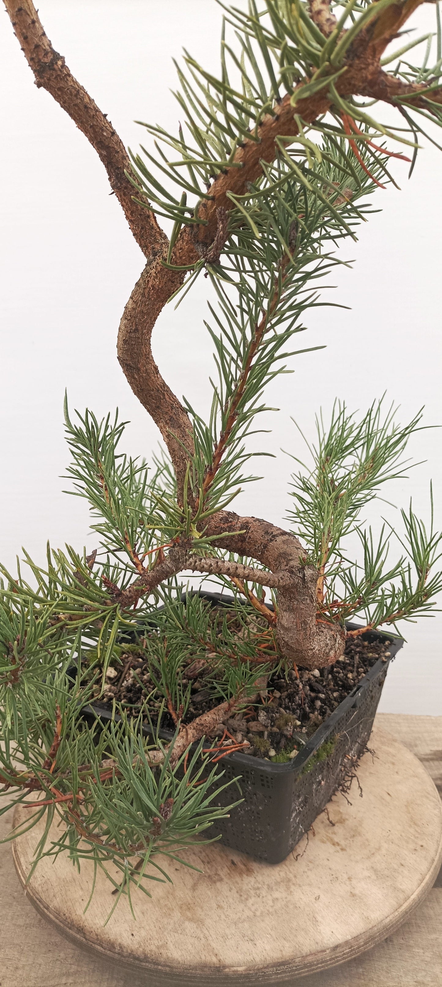 Shore Pine (Thanksgiving Auction 2025)