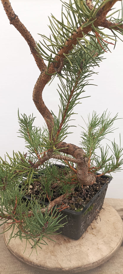 Shore Pine (Thanksgiving Auction 2025)