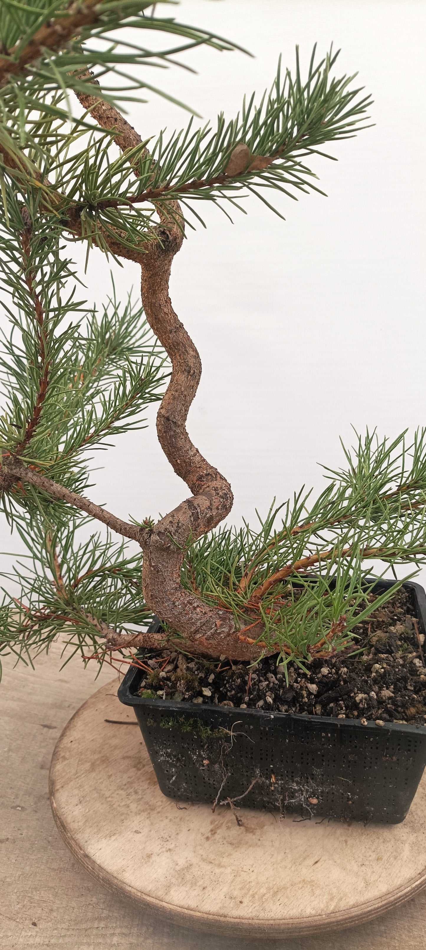 Shore Pine (Thanksgiving Auction 2025)