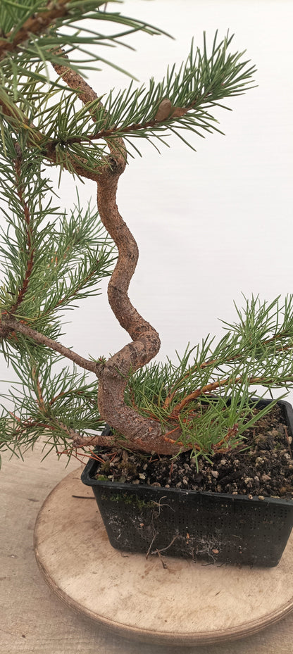 Shore Pine (Thanksgiving Auction 2025)