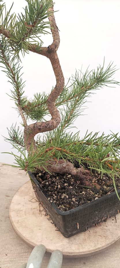 Shore Pine (Thanksgiving Auction 2025)