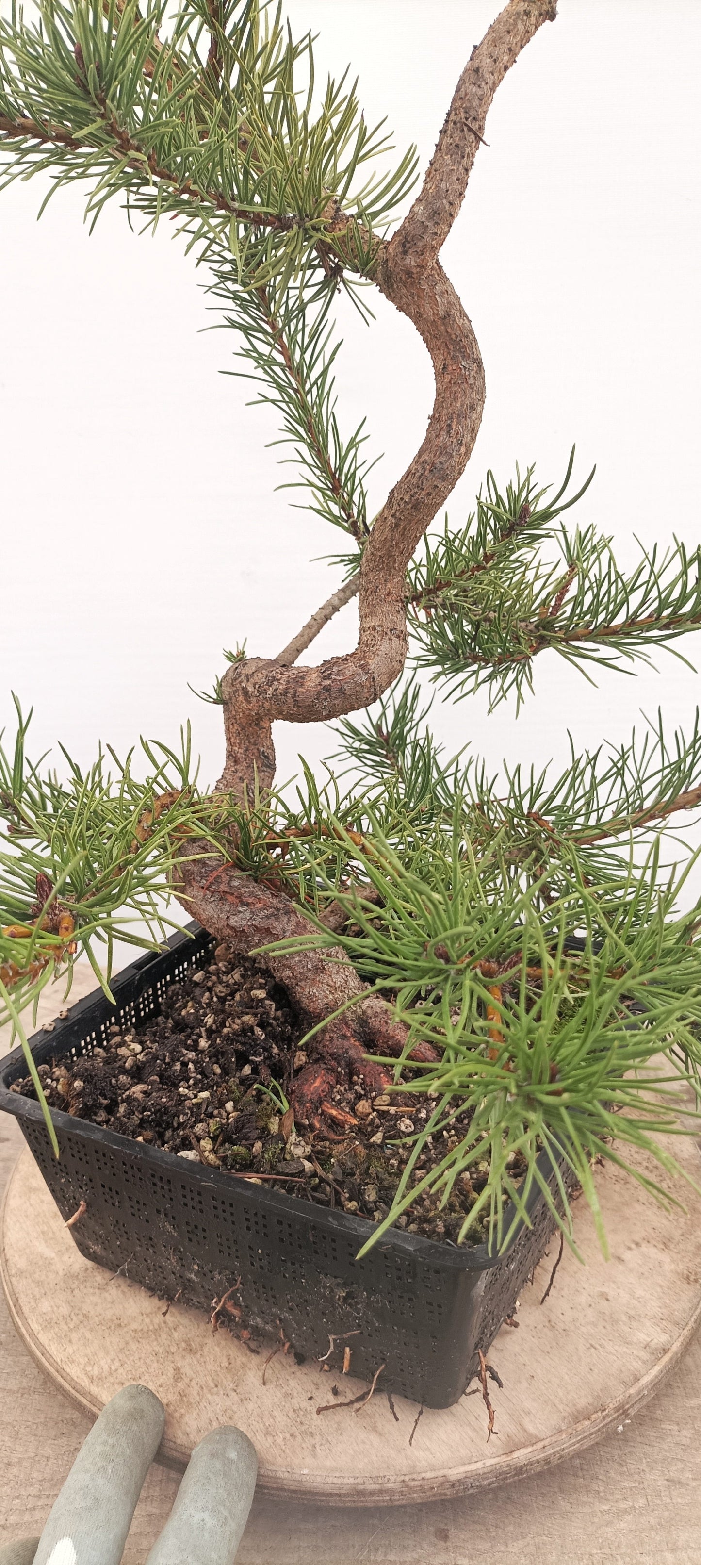 Shore Pine (Thanksgiving Auction 2025)