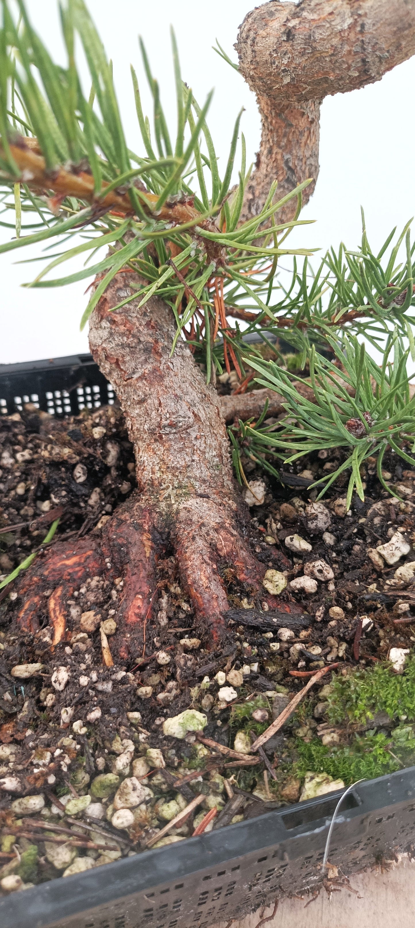 Shore Pine (Thanksgiving Auction 2025)