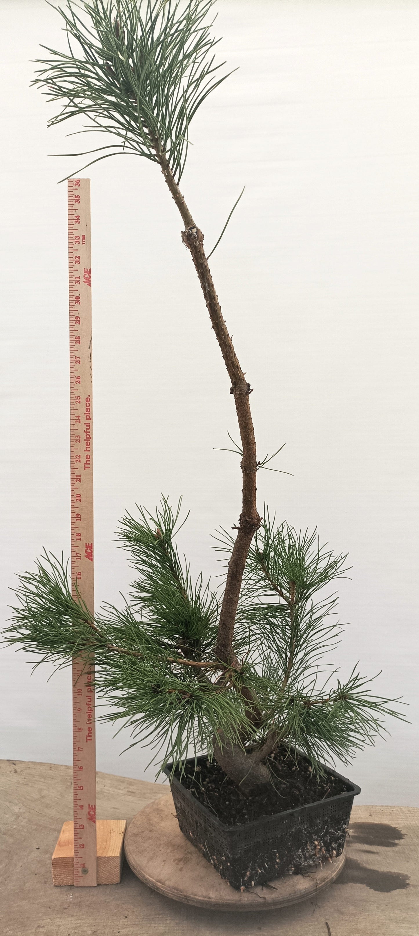 Scots Pine (Thanksgiving Auction 2025)