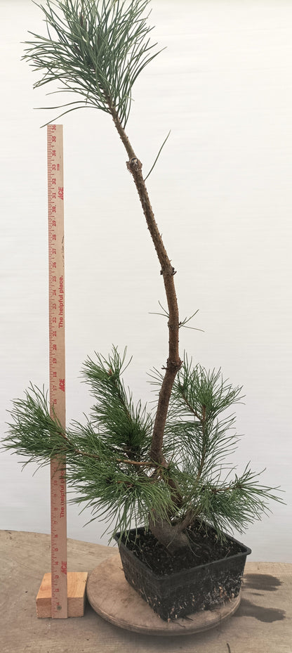 Scots Pine (Thanksgiving Auction 2025)