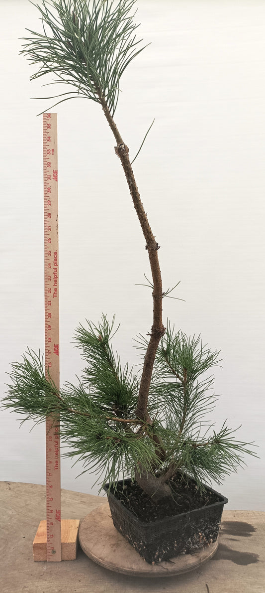 Scots Pine (Thanksgiving Auction 2025)