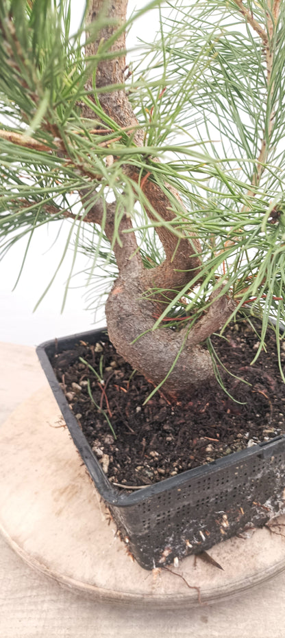 Scots Pine (Thanksgiving Auction 2025)