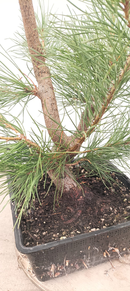 Scots Pine (Thanksgiving Auction 2025)