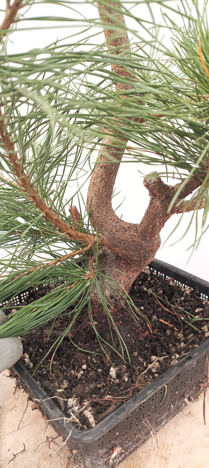 Scots Pine (Thanksgiving Auction 2025)