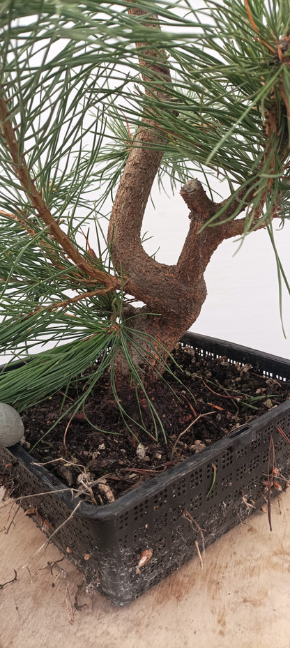 Scots Pine (Thanksgiving Auction 2025)