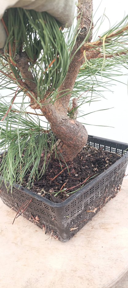 Scots Pine (Thanksgiving Auction 2025)