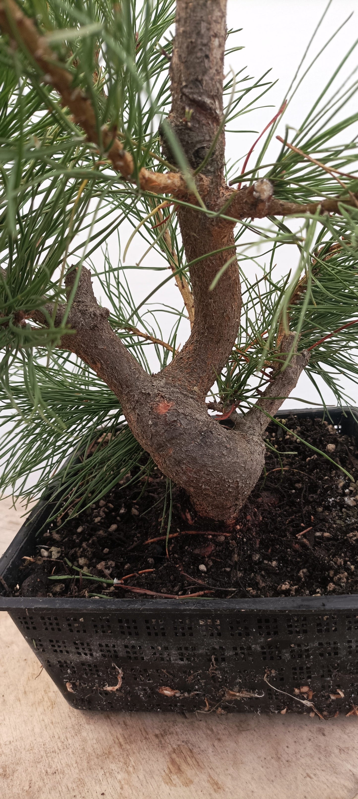 Scots Pine (Thanksgiving Auction 2025)