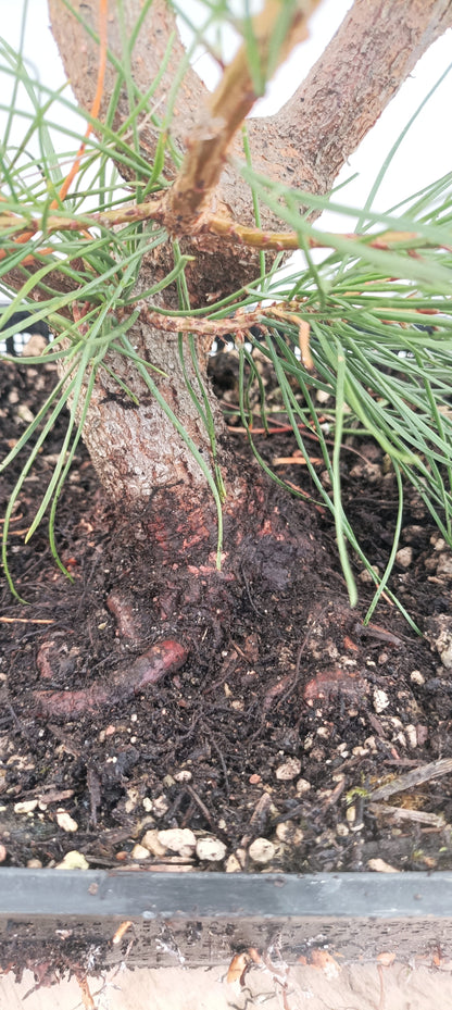 Scots Pine (Thanksgiving Auction 2025)