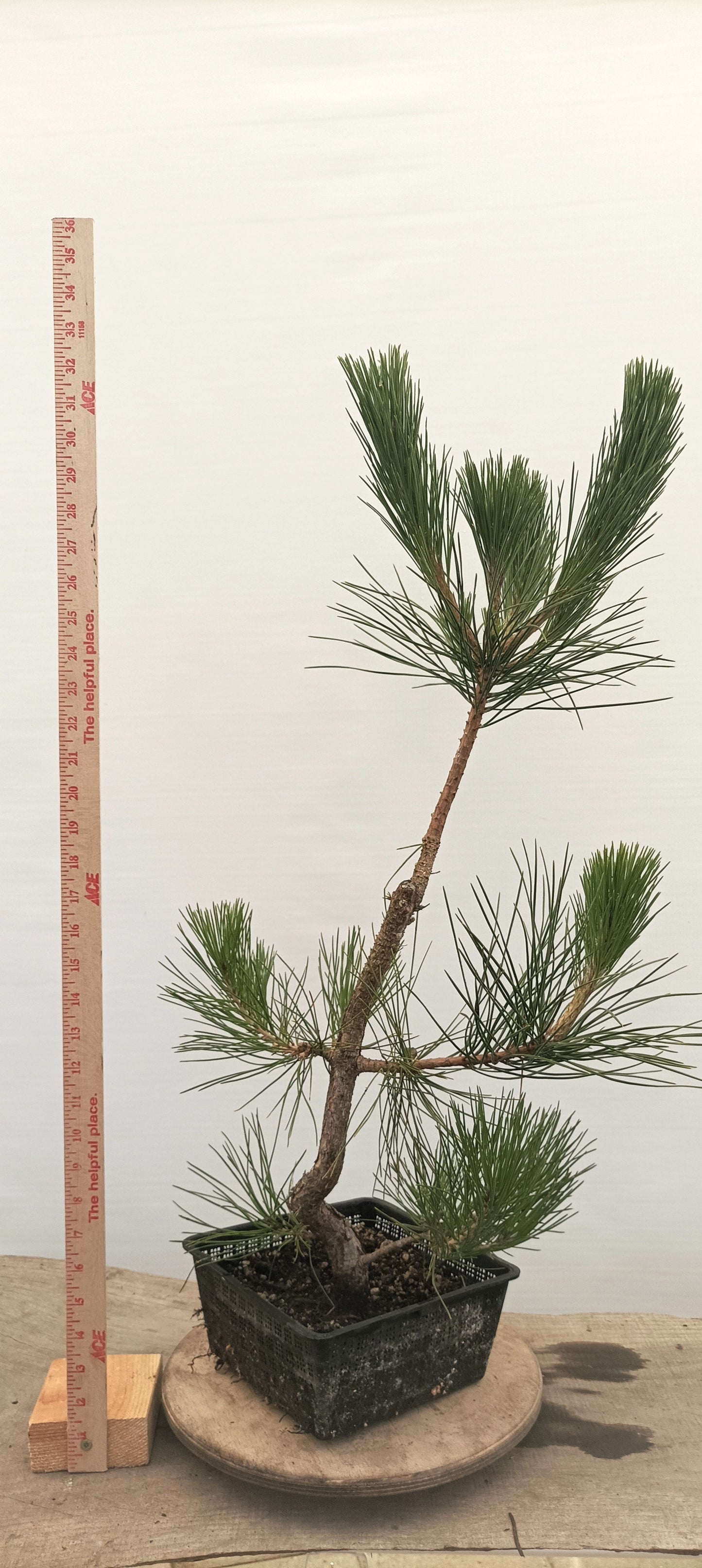 Japanese Black Pine (Thanksgiving Auction 2025)