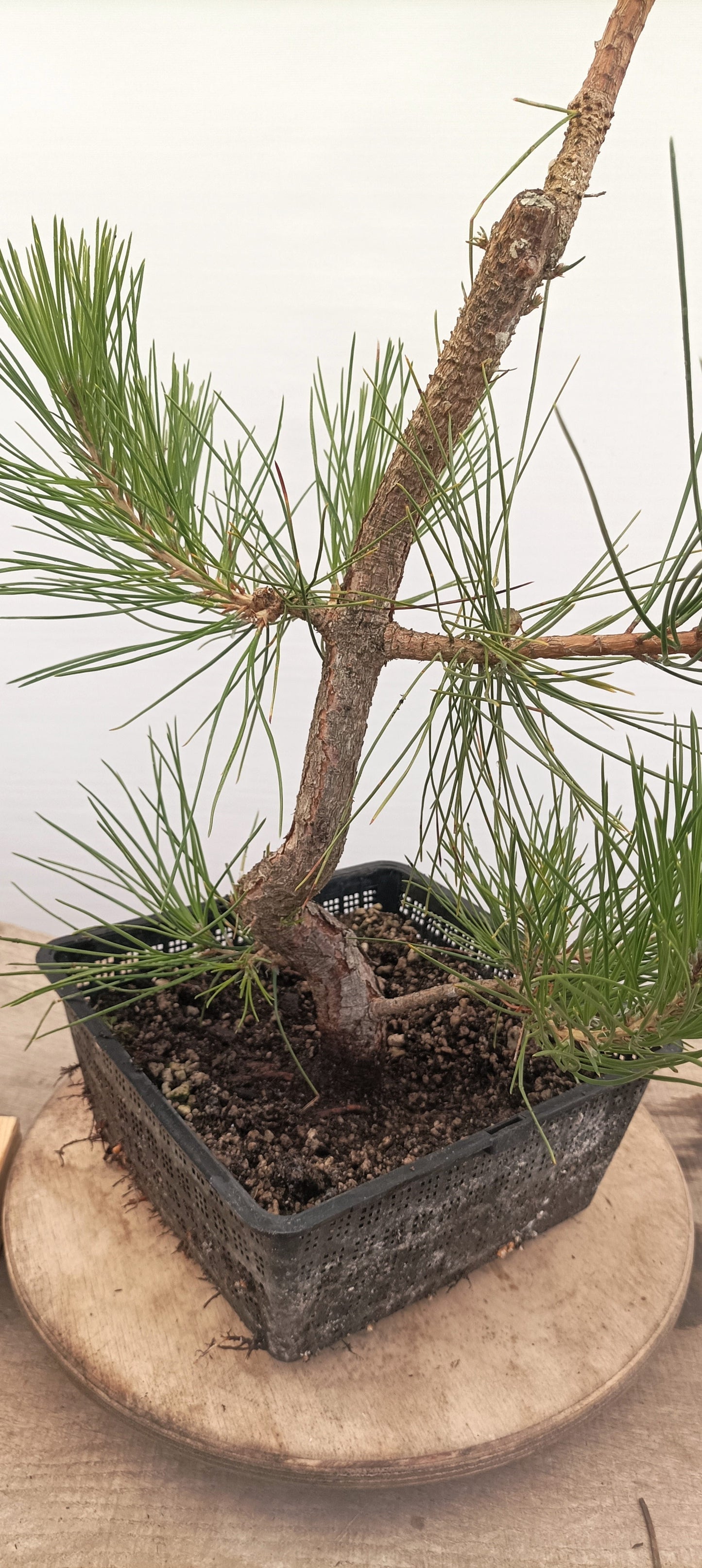 Japanese Black Pine (Thanksgiving Auction 2025)