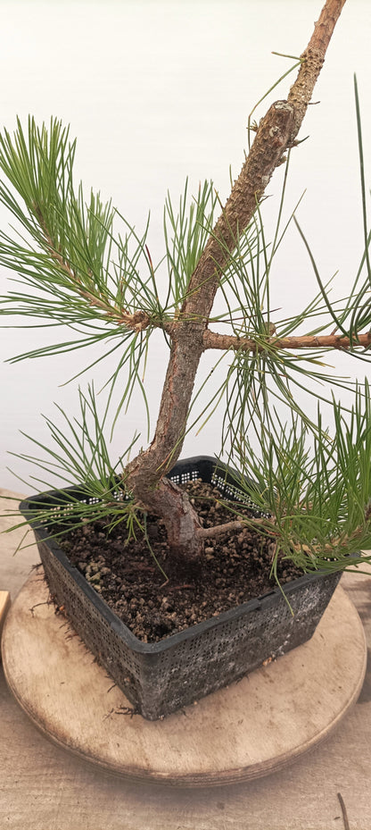 Japanese Black Pine (Thanksgiving Auction 2025)