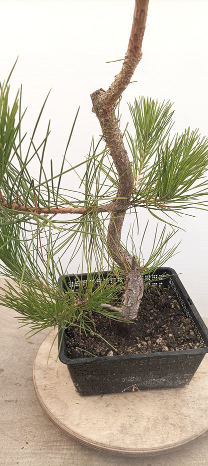 Japanese Black Pine (Thanksgiving Auction 2025)