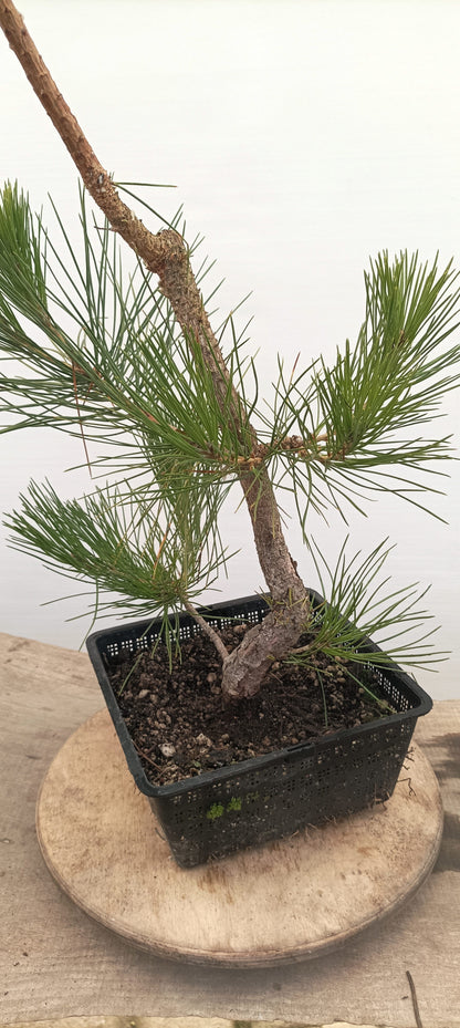 Japanese Black Pine (Thanksgiving Auction 2025)