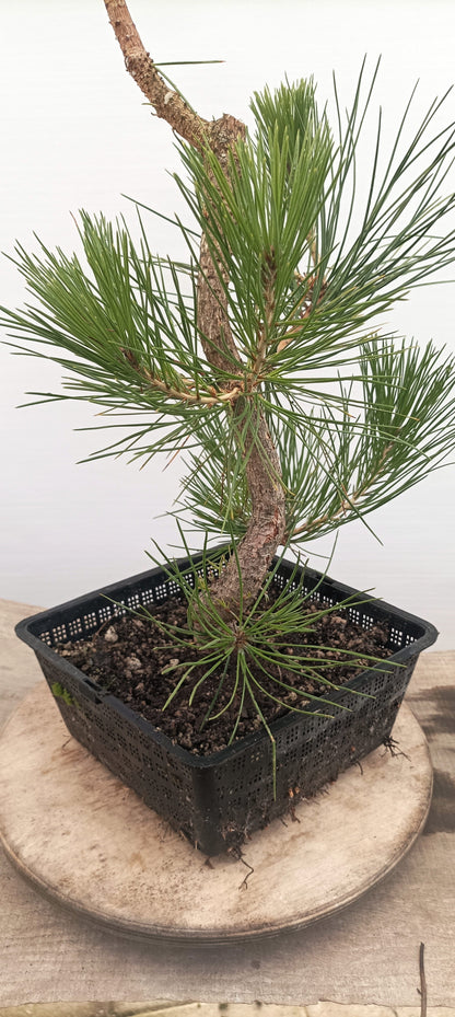 Japanese Black Pine (Thanksgiving Auction 2025)