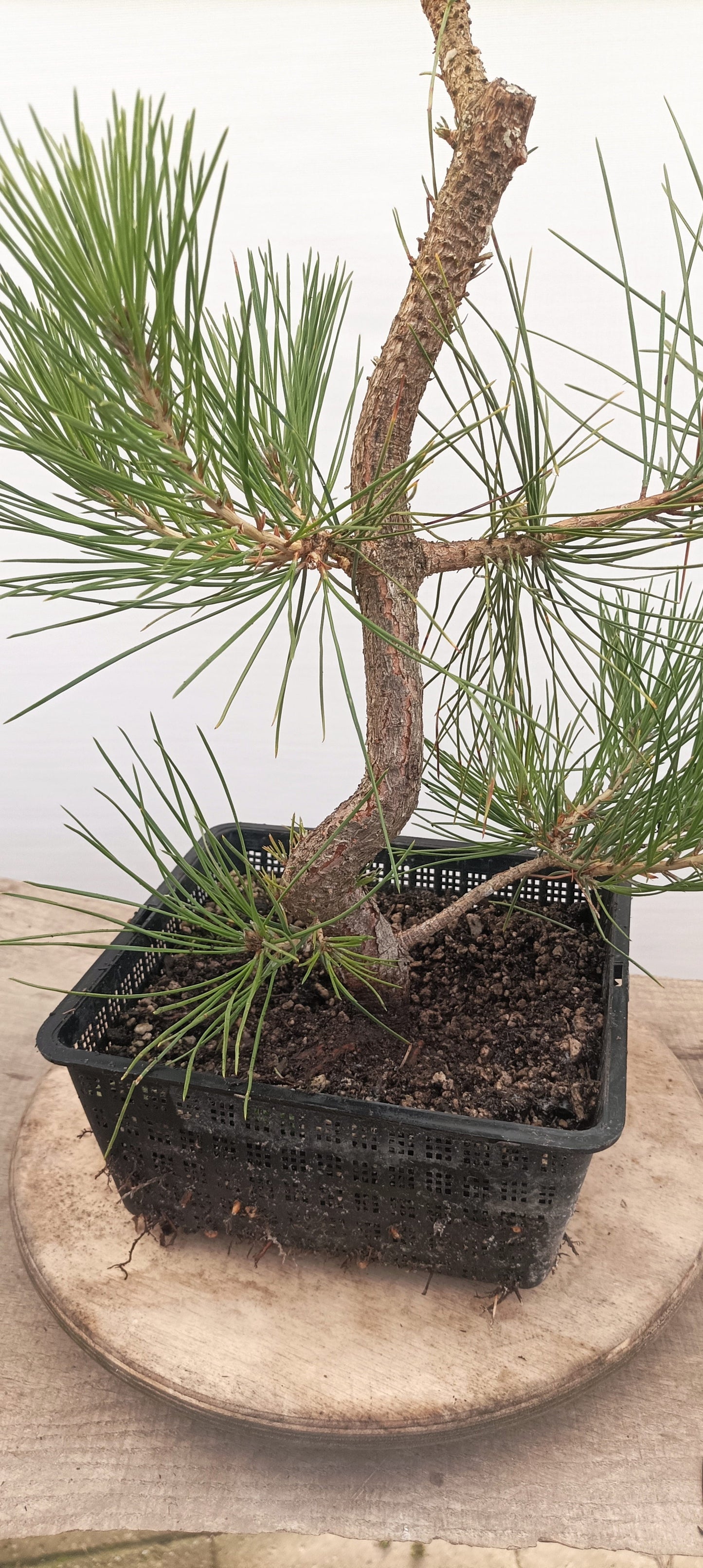 Japanese Black Pine (Thanksgiving Auction 2025)