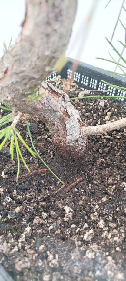 Japanese Black Pine (Thanksgiving Auction 2025)