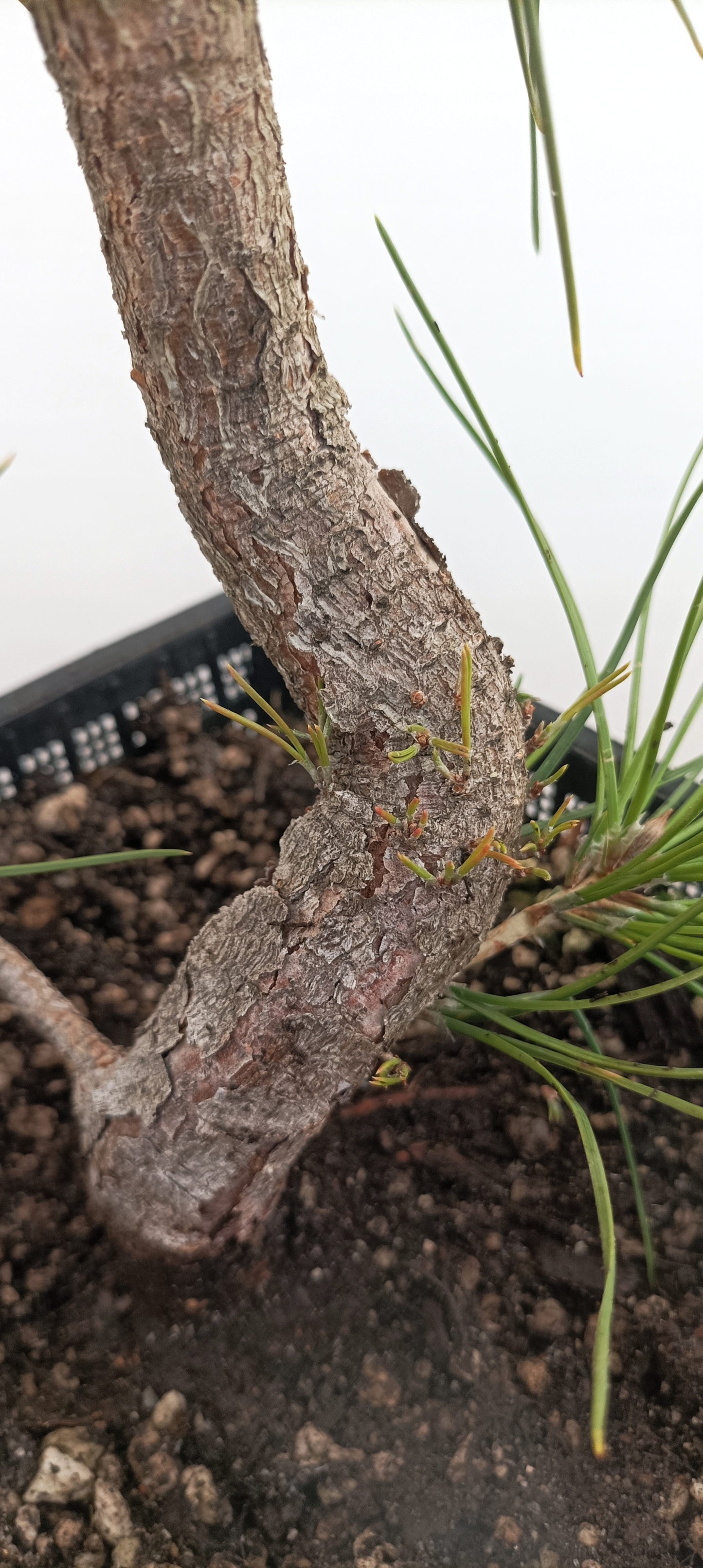 Japanese Black Pine (Thanksgiving Auction 2025)