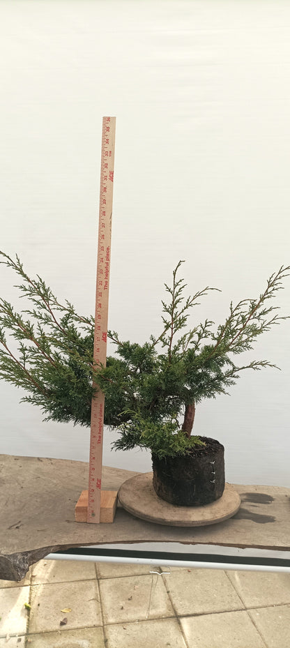 Itoigawa Juniper (Thanksgiving Auction 2025)