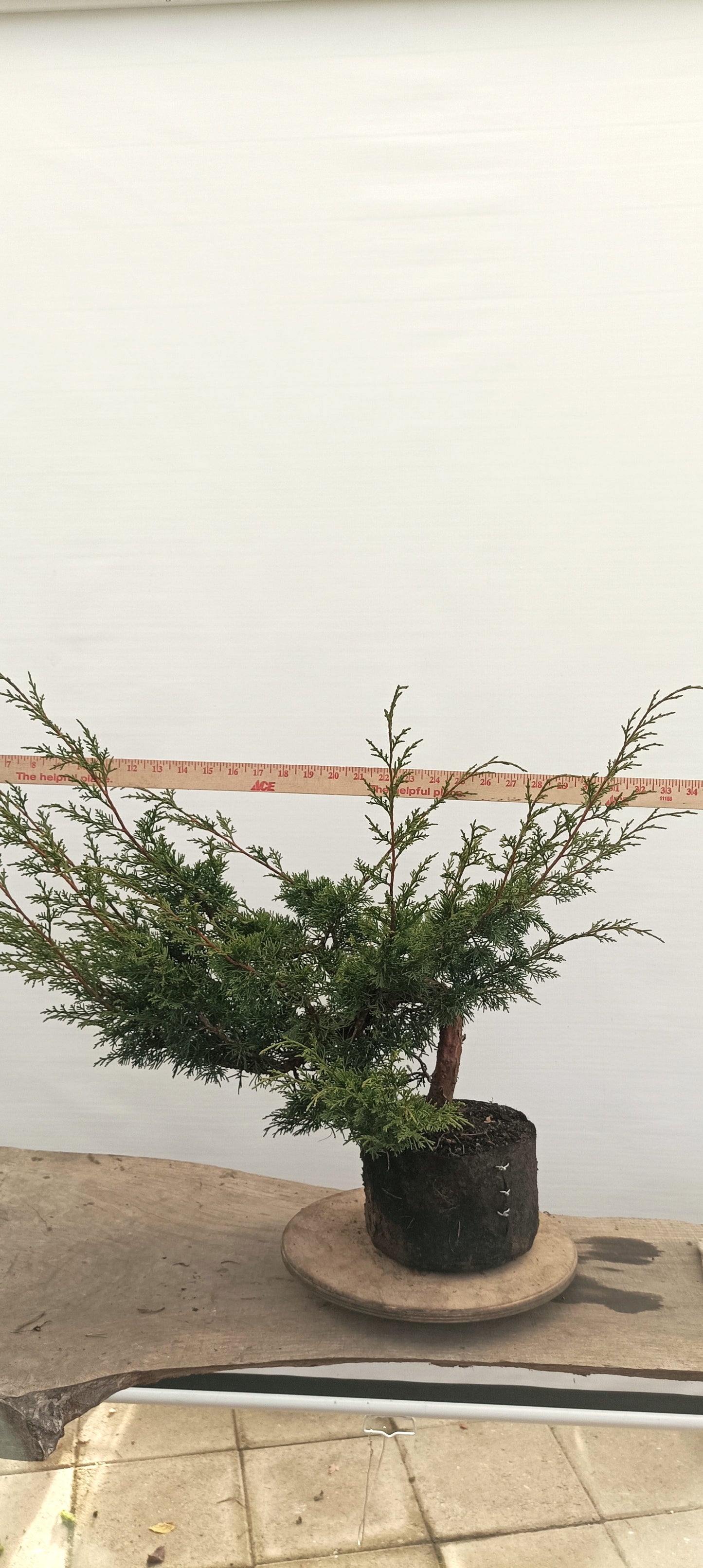 Itoigawa Juniper (Thanksgiving Auction 2025)