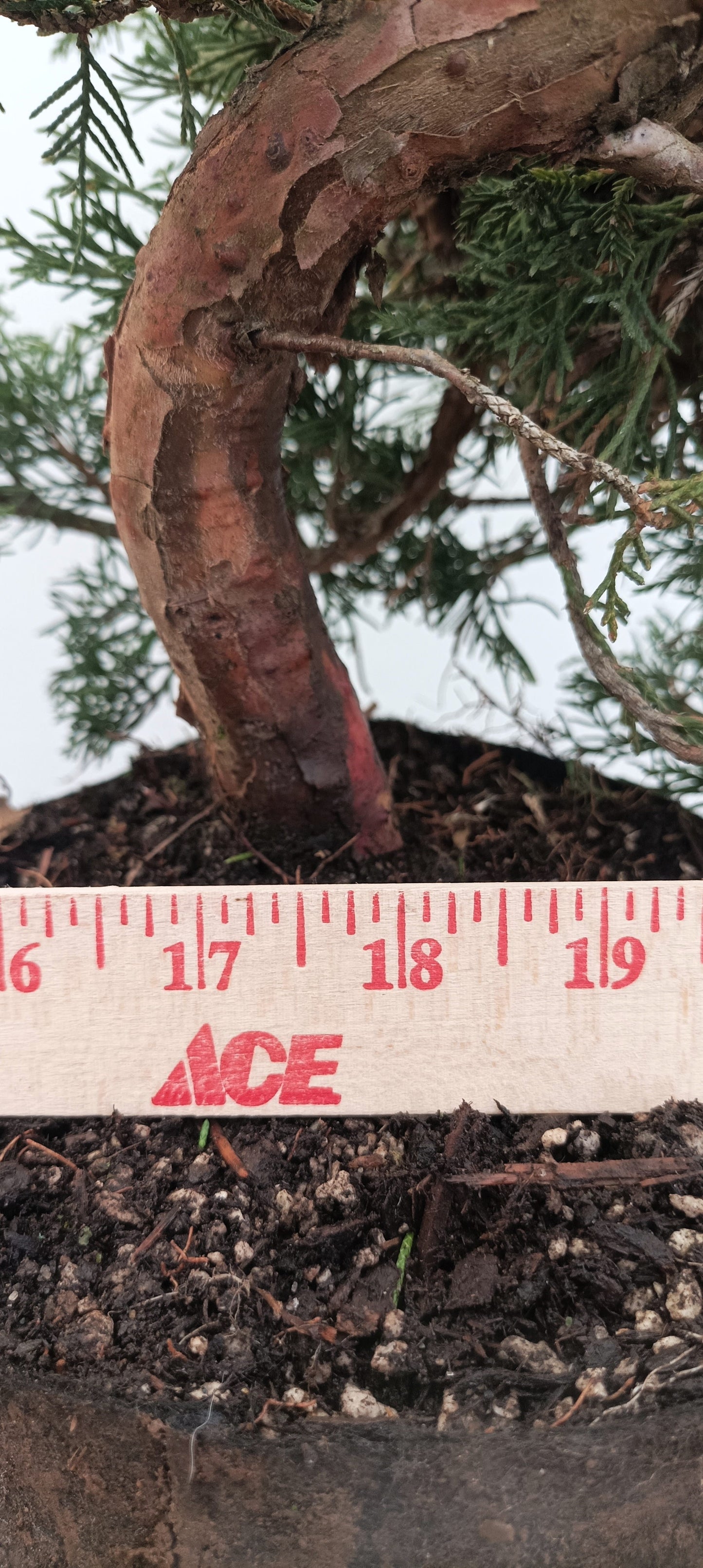 Itoigawa Juniper (Thanksgiving Auction 2025)