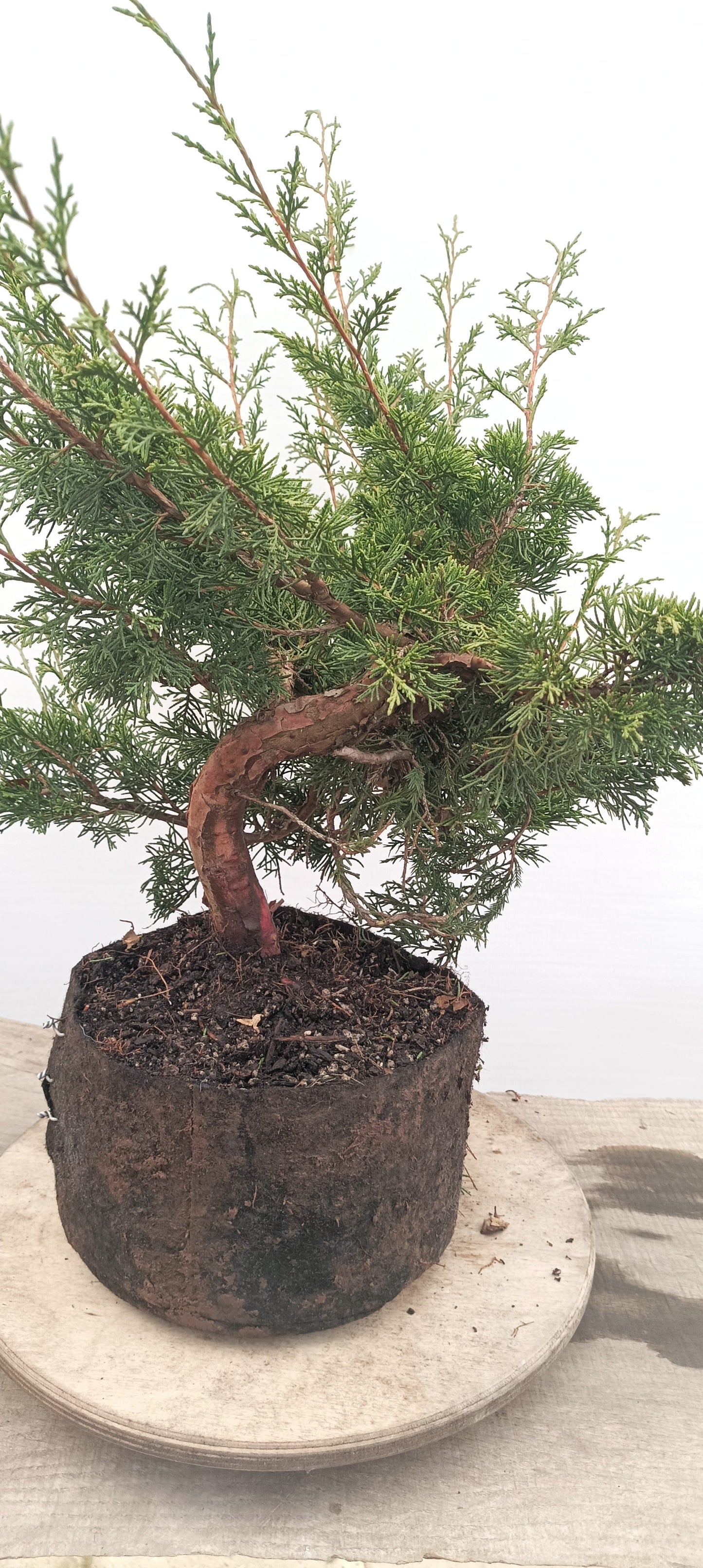 Itoigawa Juniper (Thanksgiving Auction 2025)
