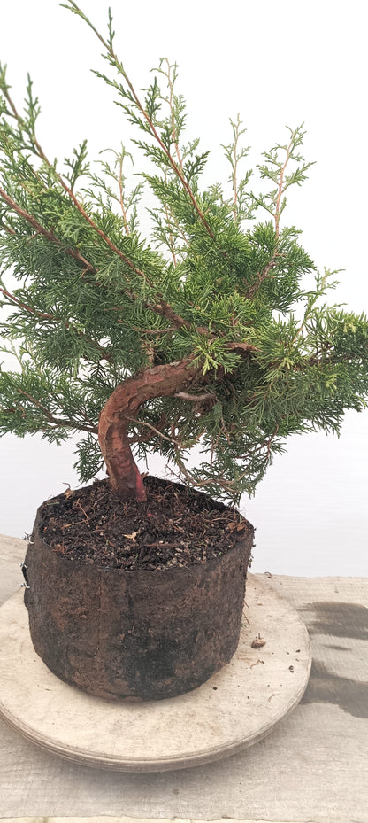 Itoigawa Juniper (Thanksgiving Auction 2025)
