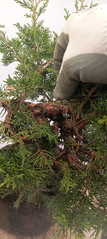 Itoigawa Juniper (Thanksgiving Auction 2025)