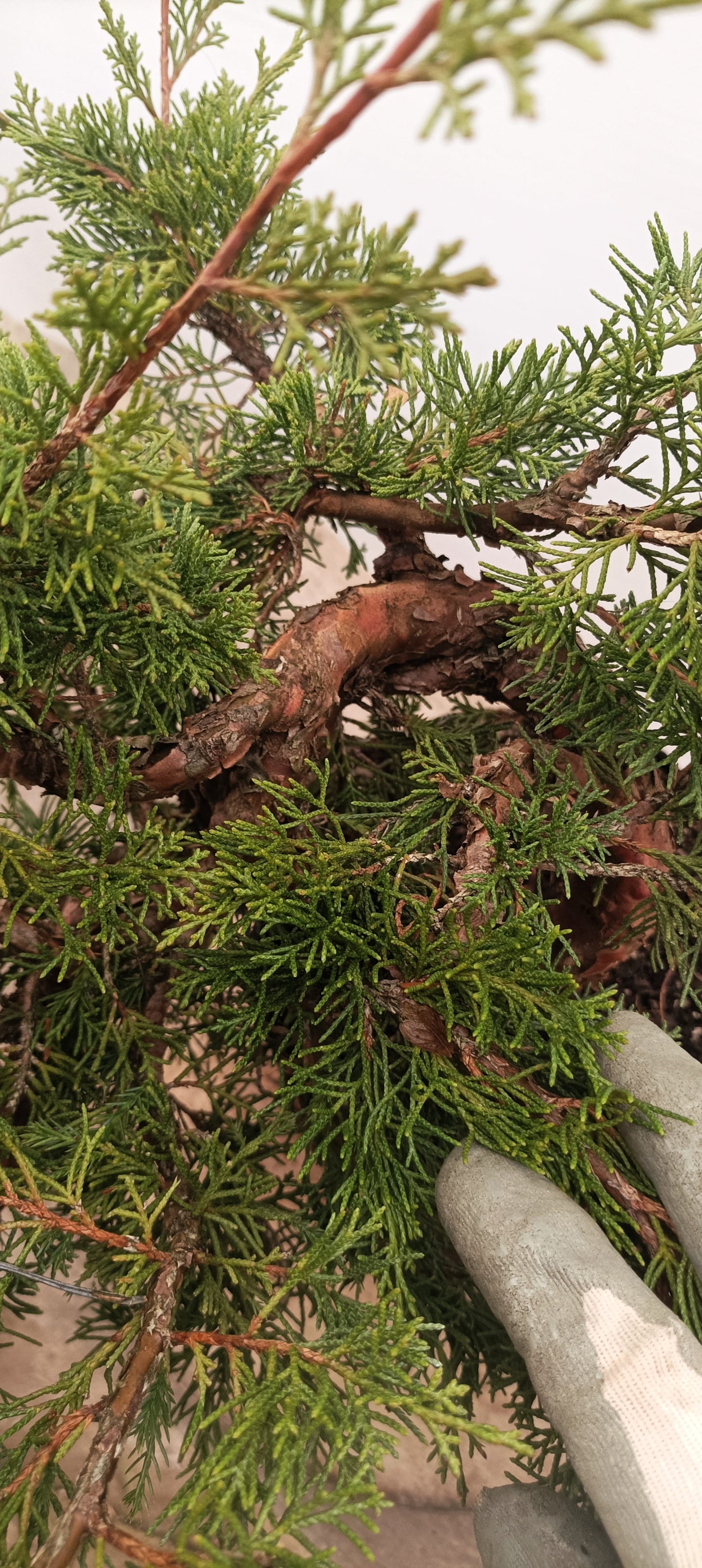 Itoigawa Juniper (Thanksgiving Auction 2025)