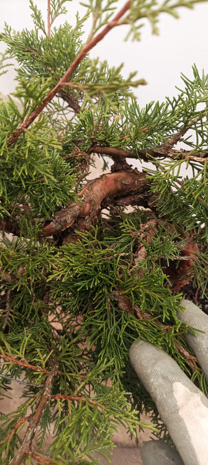 Itoigawa Juniper (Thanksgiving Auction 2025)