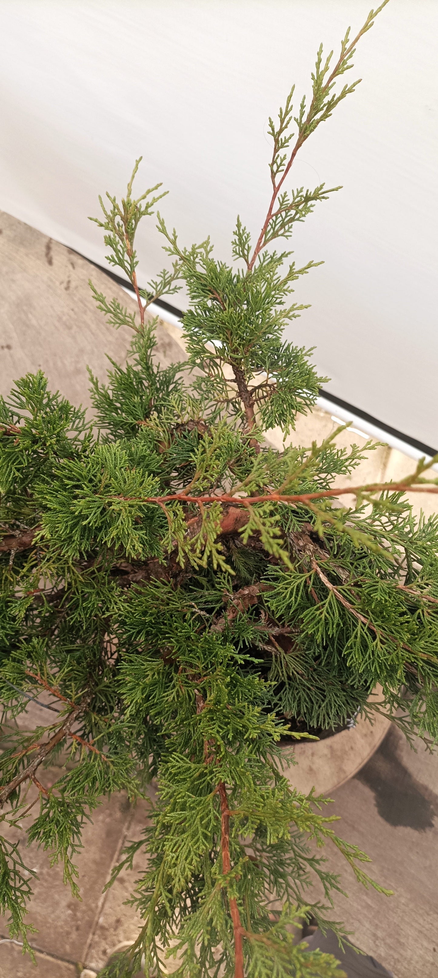 Itoigawa Juniper (Thanksgiving Auction 2025)