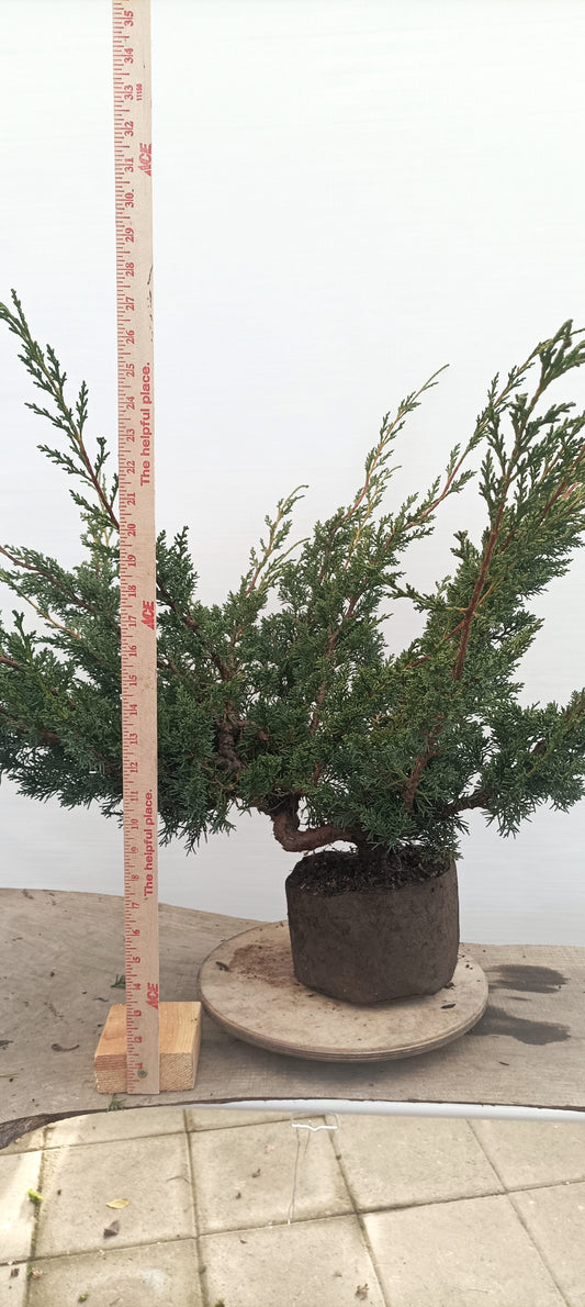 Kishu Juniper (Thanksgiving Auction 2025)