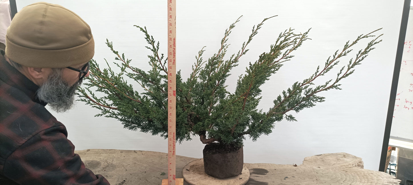 Kishu Juniper (Thanksgiving Auction 2025)