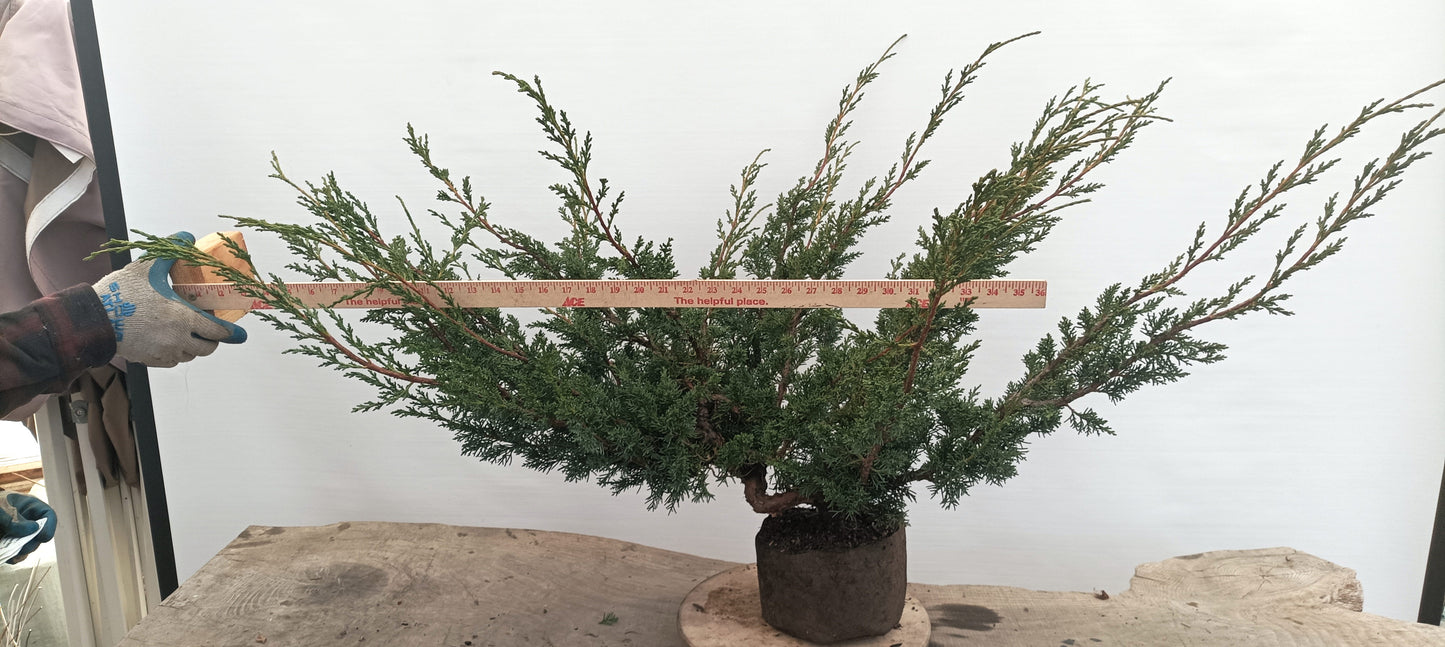 Kishu Juniper (Thanksgiving Auction 2025)