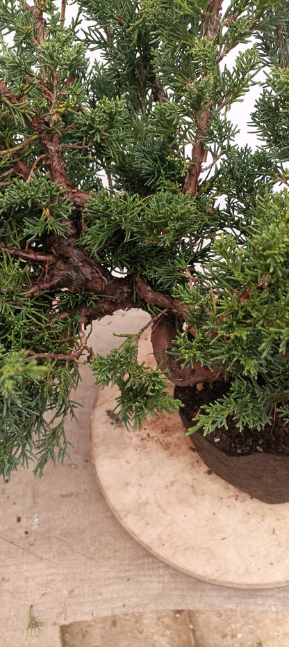 Kishu Juniper (Thanksgiving Auction 2025)